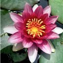 lotus-flower-today-in-my-garden-lebanon-beautiful-5-1-2017-3-24-20-pm-t